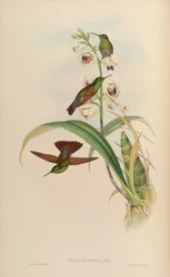 Amazilia beryllina